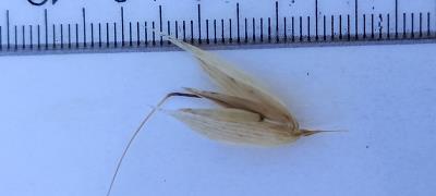Click for 3 image(s) for this accession. Spikelet